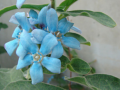 옥시페탈룸 사진 - Oxypetalum coeruleum Photos