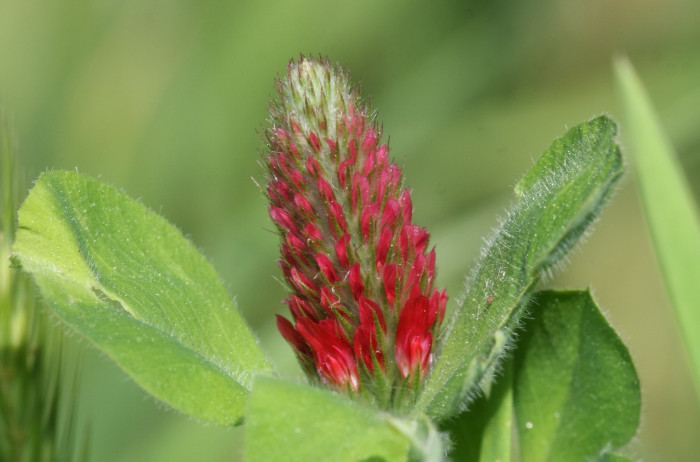 진홍토끼풀 - Crimson Clover, Trifolium incarnatum L.