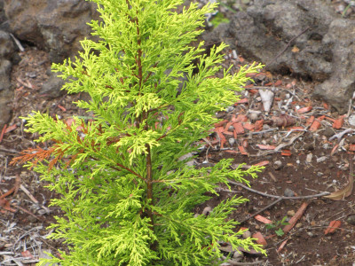 율마 사진 - Cupressus macrocarpa \'Goldcrest\' Photos