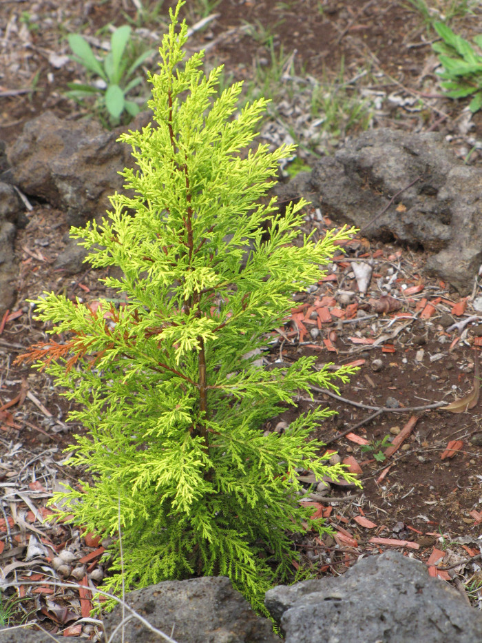 율마 - Goldcrest Monterey Cypress, Cupressus macrocarpa 