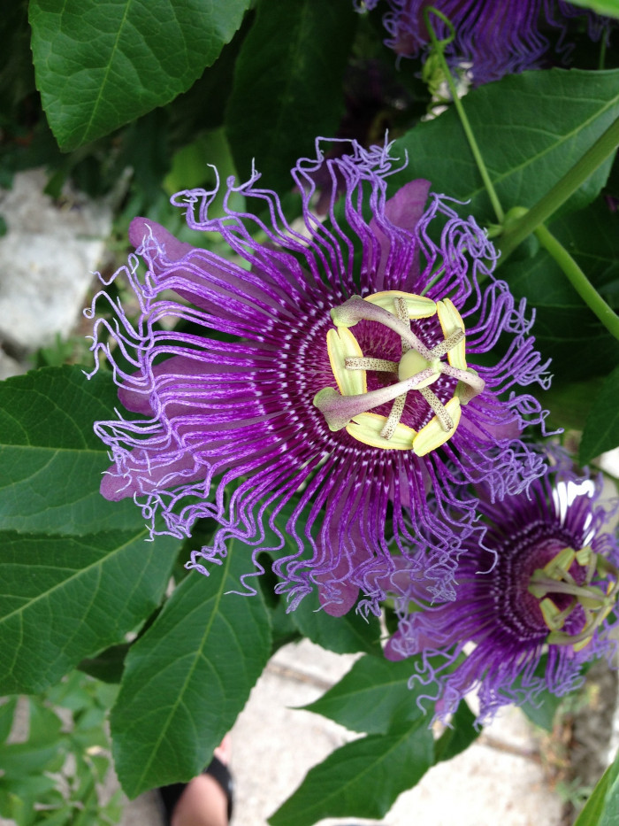 시계초 - passion flower, Passiflora caerulea