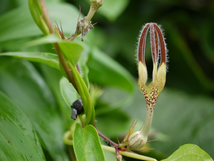 세로페지아 - dimorpha, Ceropegia