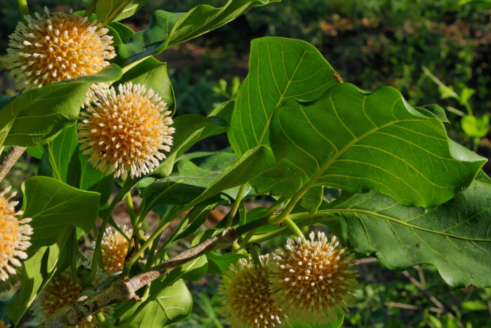 방칼 - Bangkal, Bur tree, canary wood, Leichhardt pine, yellow cheesewood, Nauclea orientalis