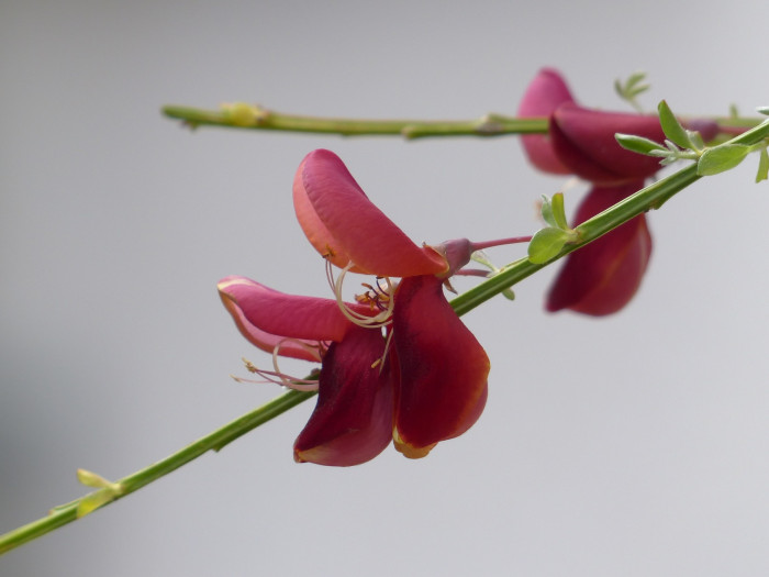 양골담초 - Cytisus scoparius (L.) Link