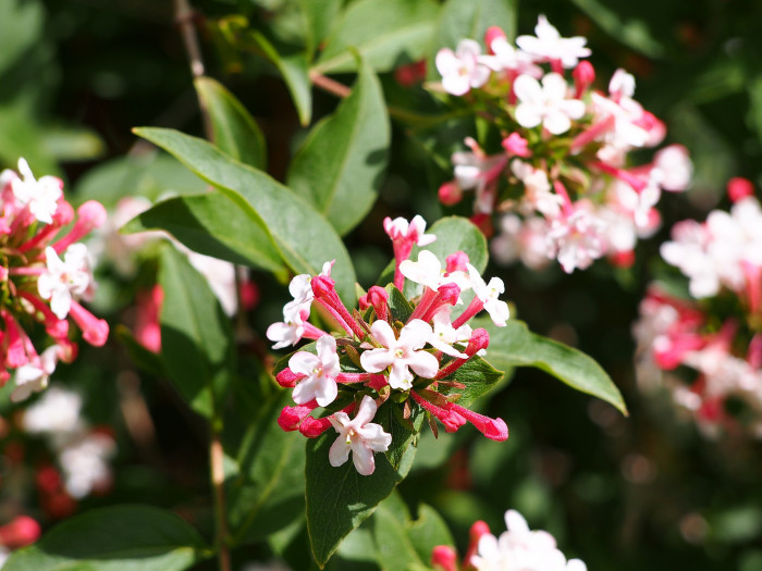 섬댕강나무 - Abelia coreana var. insularis (Nakai) W.T.Lee & W.K.Paik