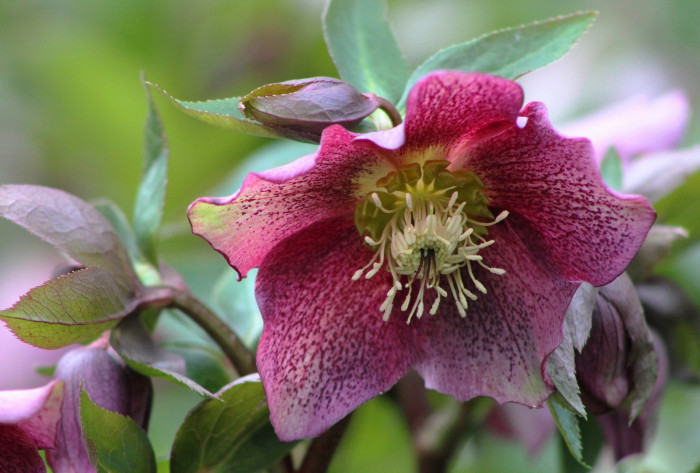 크리스마스로즈 - Christmas rose, Black hellebore, Helleborus niger L.