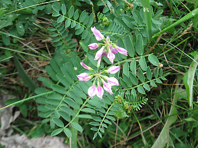 왕관갈퀴나물 사진 - Securigera varia (L.) Lassen Photos