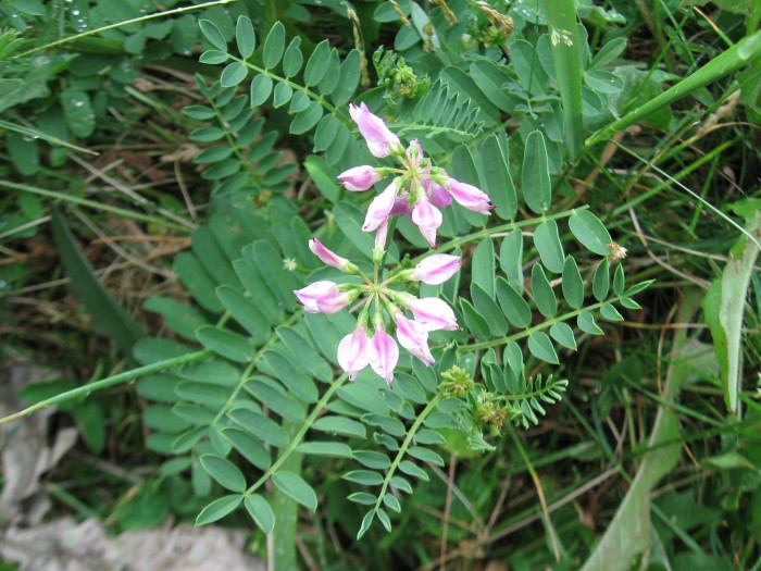왕관갈퀴나물 - Securigera varia (L.) Lassen