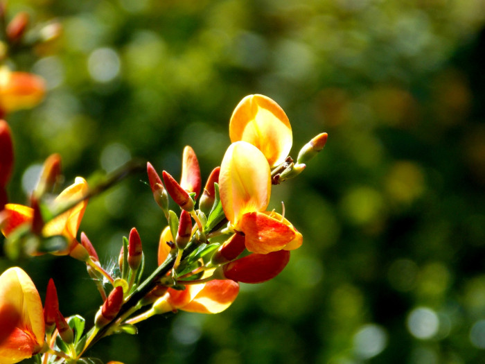 양골담초 - Cytisus scoparius (L.) Link