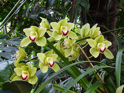 심비디움 사진 - Cymbidium spp. Photos