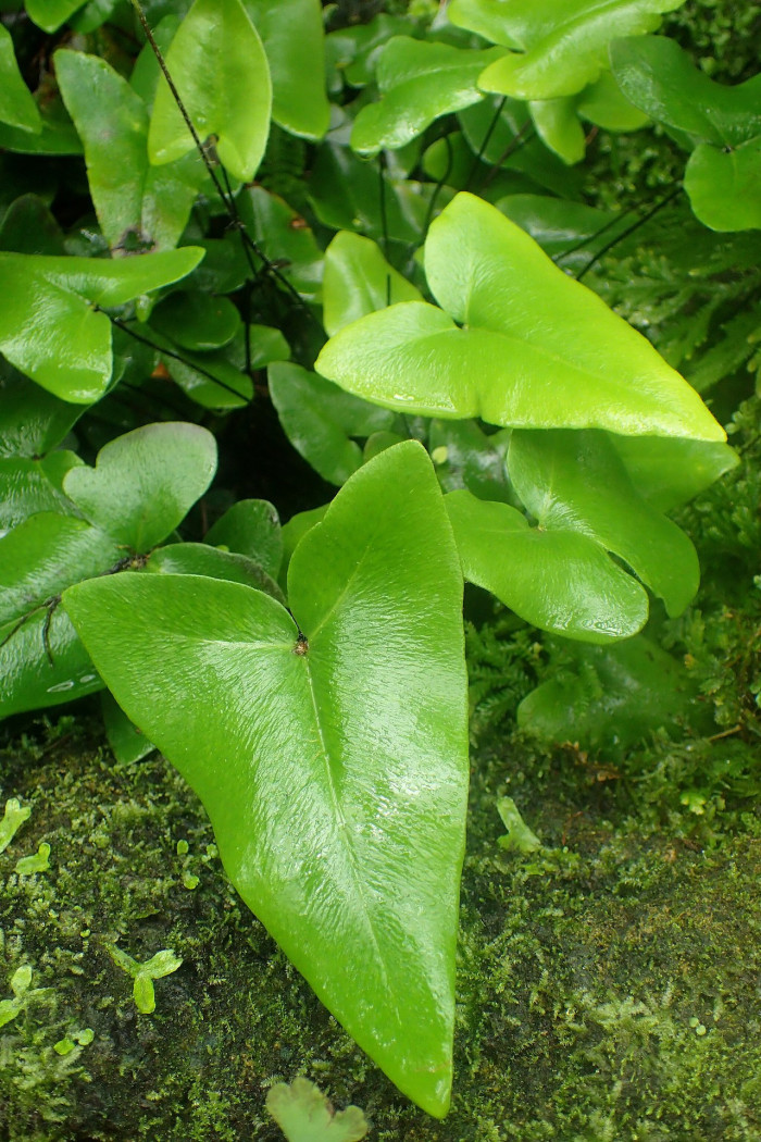 하트펀 - Heart fern, Hemionitis arifolia