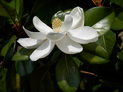 태산목 사진 - Magnolia grandiflora L. Photos
