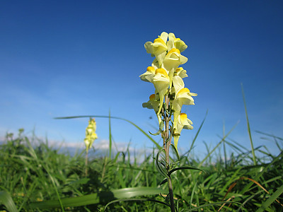 좁은잎해란초 사진 - Linaria vulgaris Hill Photos