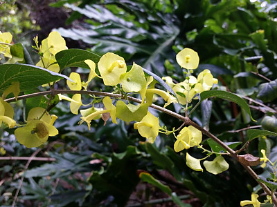 파라솔꽃 사진 - Holmskioldia sanguinea Photos