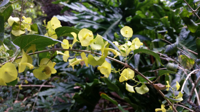 파라솔꽃 - Chinese hat plant, cup-and-saucer plant, mandarin