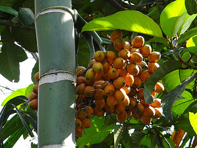 빈랑야자 사진 - Areca catechu L. Photos