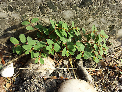 땅빈대 사진 - Euphorbia humifusa Willd. ex Schltdl. Photos