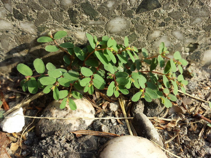 땅빈대 - Euphorbia humifusa Willd. ex Schltdl.