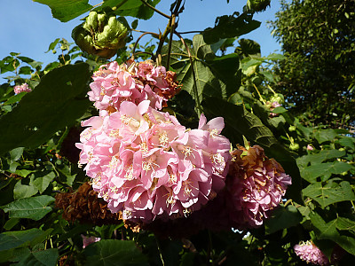 열대수국 사진 - Dombeya wallichii Photos