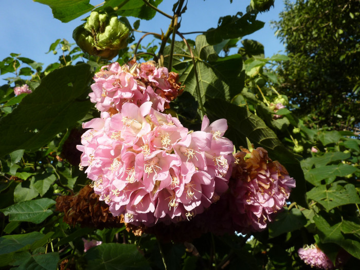 열대수국 - Pink ball tree, Dombeya wallichii
