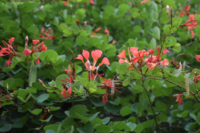 붉은난초나무 - Pride of De Kaap, Orchid Tree, Red Bauhinia, Nasturtium Bauhinia, African Plume, Red Orchid Bush, Bauhinia Galpinii