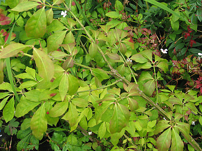 화살나무 사진 - Euonymus alatus (Thunb.) Siebold Photos