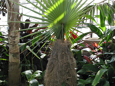 올드맨야자 사진 - Coccothrinax crinita Photos