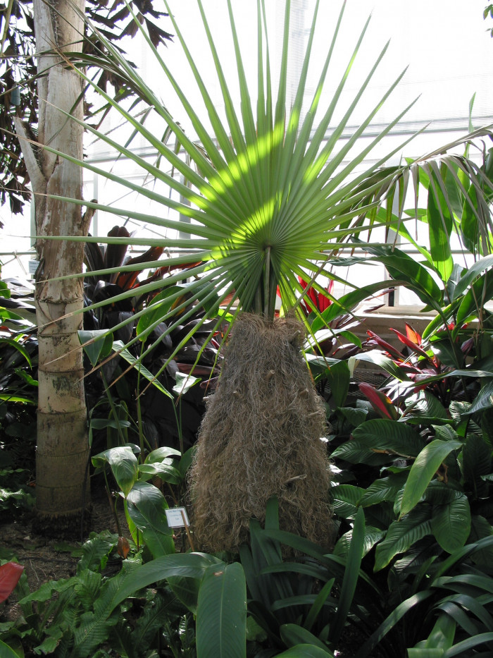 올드맨야자 - old man palm, guano barbudo, guano petate, palma petate, Coccothrinax crinita