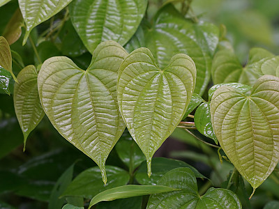 둥근마 사진 - Dioscorea bulbifera L. Photos