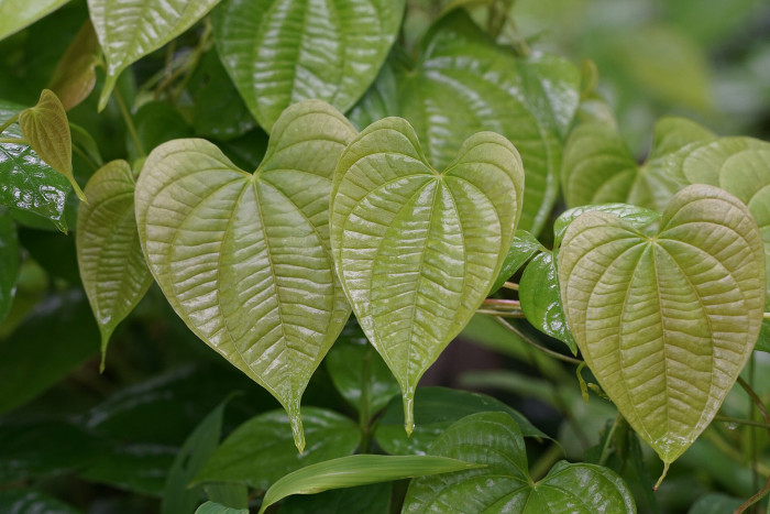 둥근마 - Dioscorea bulbifera L.