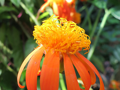 멕시칸 플레임바인 사진 - Pseudogynoxys chenopodioides Photos