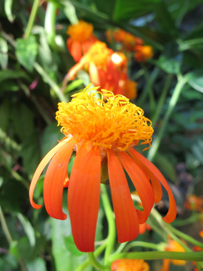 멕시칸 플레임바인 - Mexican flamevine, Orange-flowered groundsel, Pseudogynoxys chenopodioides