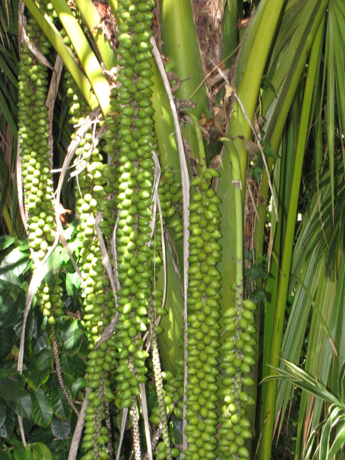 켄차야자 - Kentia palm, Howea Forsterana