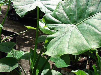 알로카시아 오로라 사진 - Alocasia odora Photos
