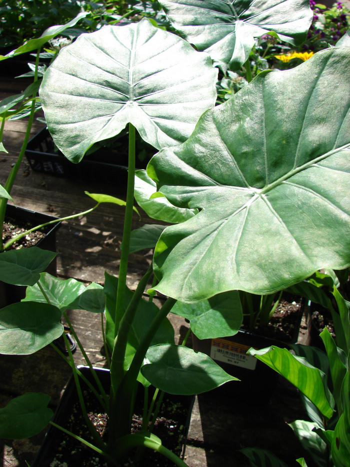 알로카시아 오로라 - night-scented lily, Asian taro, giant upright elephant ear, Alocasia odora