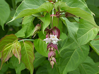 매엽죽 사진 - Leycesteria formosa Photos