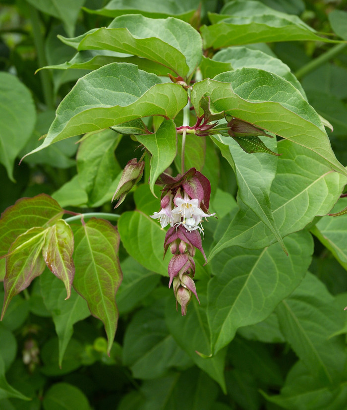 매엽죽 - Leycesteria formosa