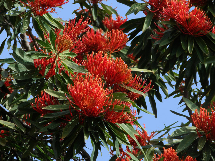레드오크 - Queensland tree waratah, Red silky oak, Alloxylon flammeum