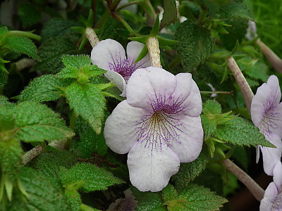 에키메네스 사진 - Achimenes longiflora Photos