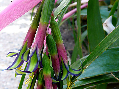 여왕의눈물 사진 - Billbergia nutans H.Wendl. Photos