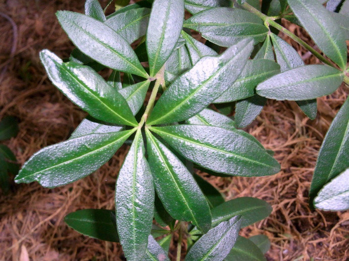 아크라데니아 프랭클리니아 - whitey wood, whit wood, Acradenia frankliniae