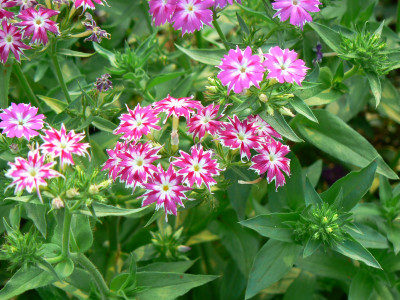 드람불꽃 사진 - Phlox drummondii Hook. Photos