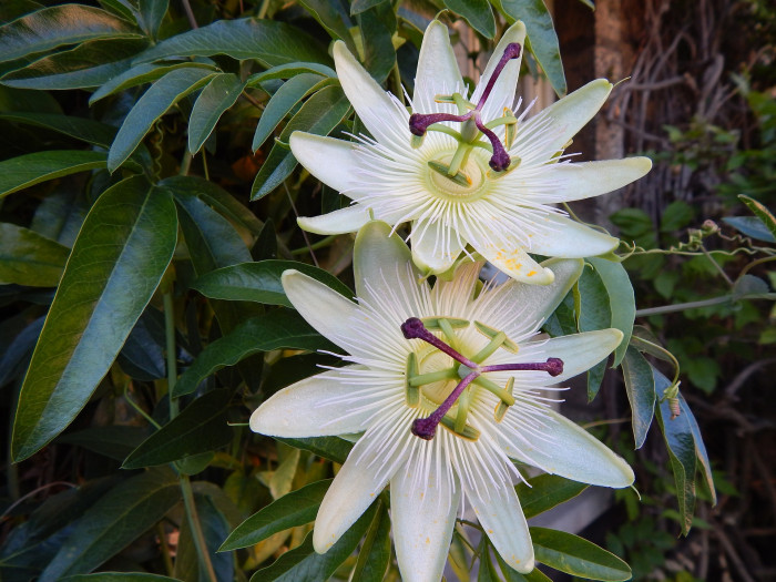 시계초 - passion flower, Passiflora caerulea