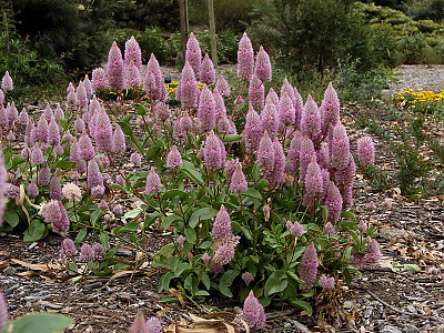 프틸로투스 사진 - Ptilotus exaltatus Photos
