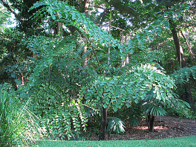 물고기꼬리야자 사진 - Caryota gigas Photos