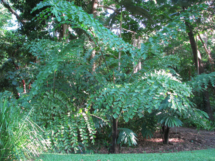 물고기꼬리야자 - Giant fishtail palm, Fishtail palms, Thai fishtail palm, Thai Giant Caryota, Caryota gigas