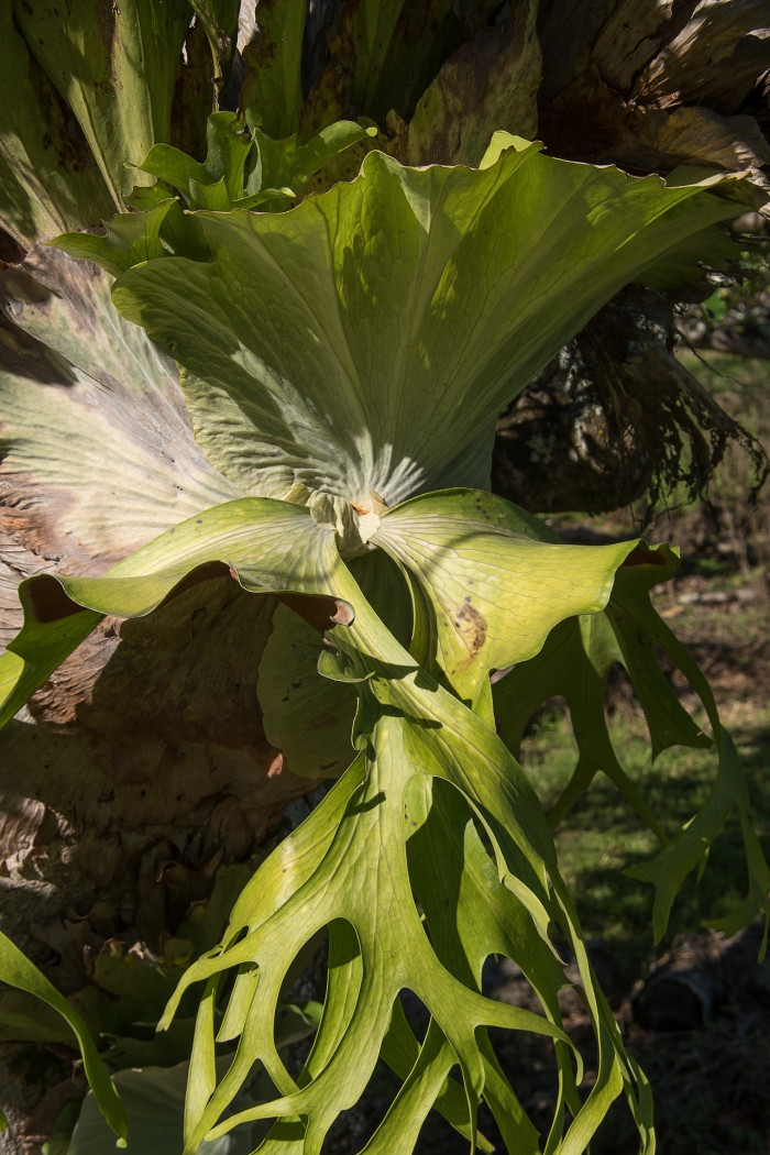 박쥐난 - staghorn fern, Platycerium bifurcatum