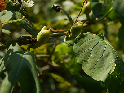 밤나팔꽃 사진 - Ipomoea alba L. Photos