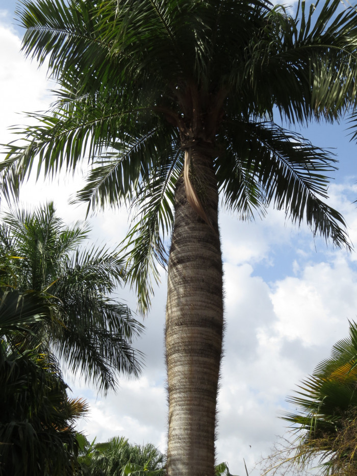 쿠바벨리 야자 - Cuban Belly Palm, Corojo palm, Gastrococos crispa, Acrocomia crispa