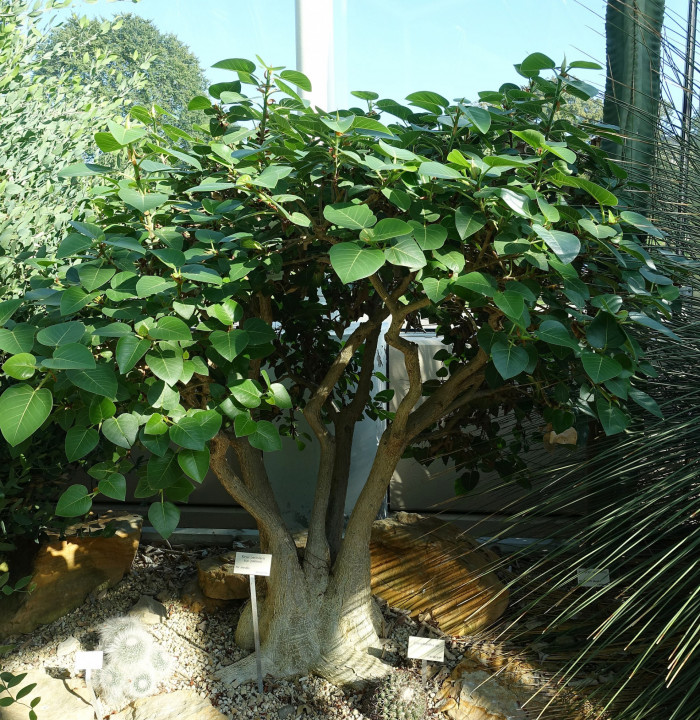 페티올라리스 - Petiolate fig, Rock fig, Ficus petiolaris